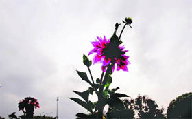 Chrysanthemums blossom against the backdrop of a dark sky in Chandigarh on Monday.