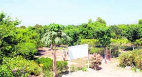 A view of the organic nursery of the Nishane-e-Sikhi Trust at Khadoor Sahib