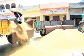 GRAIN WAVE: Wheat being unloaded at the grain market in Rohtak on Tuesday