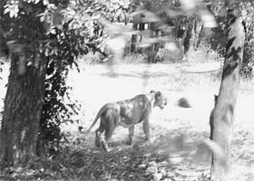 One of the lions released in the lion safari at Chhatbir zoo