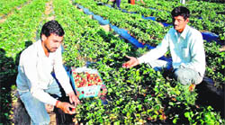 Strawberry fields near Sunarian village in Rohtak district. 