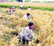 Migrant labourers reap wheat with sickle at Gopalpur village near Ahmedgarh