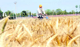 A farmer moves past a field where wheat crop is ready for harvest.