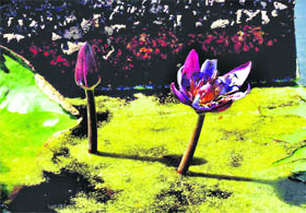Lotus flowers in full bloom in a pond at Pataudi in Gurgaon.