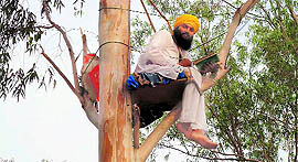 Avatar Singh Nagla sits atop a tree at Nagla village to air his grievances against the local administration on Friday.
