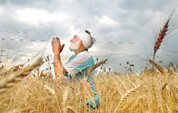 A farmer seeks divine intervention for saving his crop at a Jalandhar village on Friday