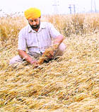 A farmer takes stock of his wheat crop flattened by Fridays hailstorm in Jalandhar. 