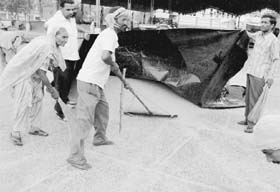 Farmers try to save their wheat grains from unexpected showers at Patiala on Sunday