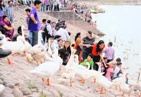 DON’T FEED THEM: Despite ban by the UT Administration, people continue feeding the ducks at Sukhna Lake in Chandigarh