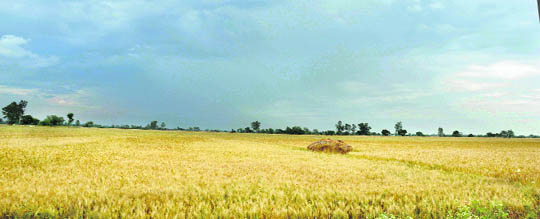 Inclement weather is giving sleepless nights to farmers in the Jammu region where the wheat crop is ready for harvesting. 