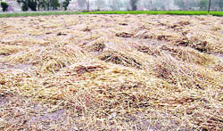 Damaged wheat crop after rain accompanied by high-velocity winds lashed areas around Mandi Ahmedgarh