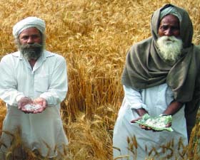 The affected farmers of Zira tehsil showing the hail in their wheat fields on Monday