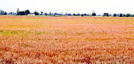 The wheat crop nearly ready for harvesting in Dehradun on Monday.
