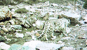 A snow leopard photographed by the Wildlife Institute of India at Malari in Uttarakhand recently.