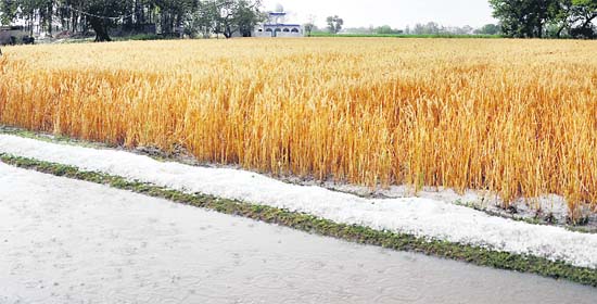 DESTRUCTION TRAIL Hail accumulates on the berms of a field in Jalandhar on Monday