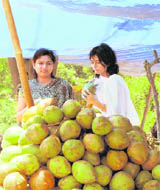 Girls drink coconut water on a hot afternoon in Karnal