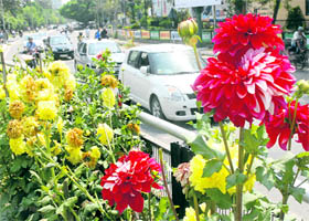 A view of flowers in full bloom at Skylark Chowk in Jalandhar on Tuesday.