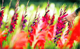Gladiolus blooming in all their splendour are a sight to behold in Ludhiana.