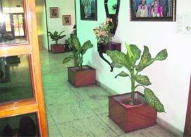 Dieffenbachia, which is used as an indoor plant is a poisonous plant. Accidental ingestion of its sap may even cause partial paralysis of trachea imparing speech for a few hours