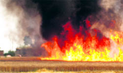 Wheat crop up in flames at Bhanohar Punjab village in Ludhiana district