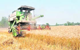 Harvesting has picked up pace in Jalandhar
