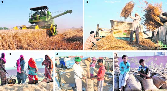 1.& 2. A harvester combine is being used at a farm near Sonepat; 3. Labourers separate husk from wheat grains at a mandi in Sonepat; 4. Wheat is being filed in jute bags; and 5. Children of labourers take a break