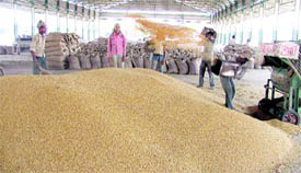 Migrant labourers clean wheat at a grain market in Ludhiana on Monday.