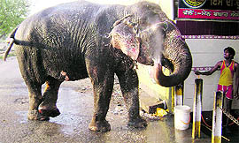 JUMBO BATH: An elephant being given a bath from a public tap at Mandi Ahmedgarh.