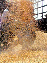 A farmhand at a grain market in Amritsar.