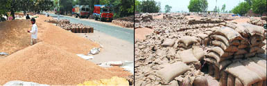 (Left) Finding no space in mandis, farmers have unloaded their wheat produce on the roadside at a purchase centre in Bathinda district. (right) Wheat bags lie in a heap at the Jandwala purchase centre in Bathinda district.