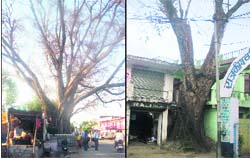 Peepal trees at various places in Mandi
