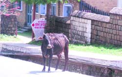 A stray cow in front of the SP office in Dharamsala.
