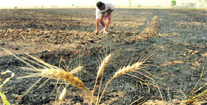A despondent farmer of Pherkalan village, near Rajpura, inspects his charred wheat crop.