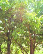 The Himalayan butter tree.