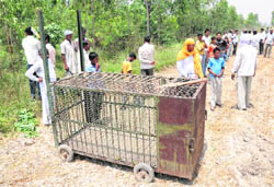 A trap laid by wildlife officials to catch a leopard spotted near Bada Gaon village in Karnal district