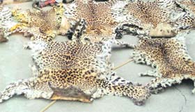 The seized leopard skins in Baijnath