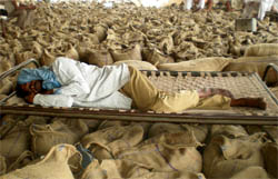A farmer takes a nap at the grain market in Bathinda after stir by palledars halted wheat lifting on Saturday