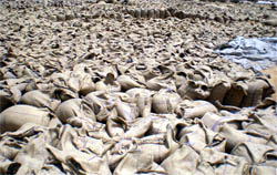 A view of the main yard of the choked grain market in Bathinda on Saturday after the labourers suspended the unloading and lifting process following a tiff