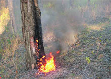 A pine forest near Kaloo Di Hatti on fire on Sunday.