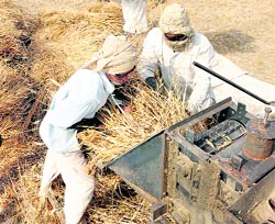 Workers thresh wheat at Raipur village in Karnal district on Sunday.
