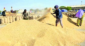 Wheat arrival in full swing in a grain market.