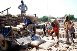 Wheat being loaded in a trolley at the Bathinda grain market on Monday. 