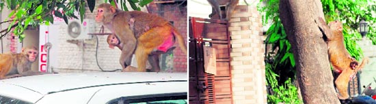 (L-R ) Comfort zone: Monkeys sit atop a car in Sector 8, Chandigarh. Looking up: Monkeys try to climb the main gate of a house in Sector 7.