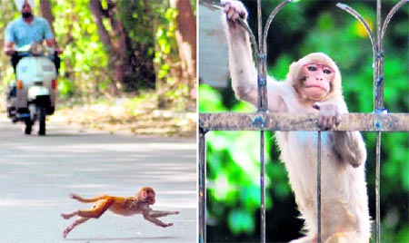 (L-R) Common ground: A monkey crosses a road near Panjab University. Catch me if you can: A simian tries to climb a gate in Sector 7.