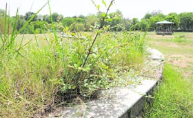 Weeds and grass grow in a flower bed at the Bamboo Garden in Sector 23.