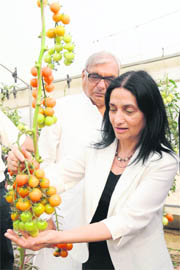 Orit Noked, Minister of Agriculture, Israel, along with Chief Minister Bhupinder Singh Hooda, inspects tomatoes at the Indo-Israel Centre of Excellence for Vegetables at Gharaunda in Karnal on Monday.