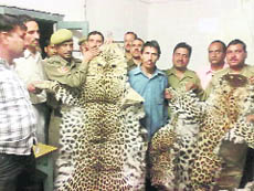 Forest officials show leopard skins seized from poachers