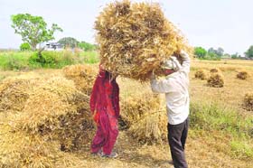 GOLDEN HARVEST: Farmers busy harvesting wheat crop in Samba