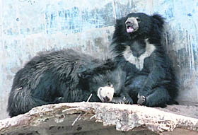 On a sultry day, a Himalayan Black Bear takes a nap, while another keeps a vigil at Chattbir Zoo on Wednesday.