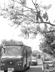 A rickshaw-puller axes branches of a tree on the link road of Sector 8, Panchkula, on Wednesday.